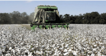     Sustainability in Greek Cotton